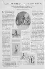 Better Homes & Gardens August 1930 Magazine Article: How Do You Multiply Perennials?
