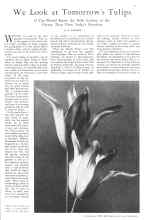 Better Homes & Gardens September 1930 Magazine Article: We Look at Tomorrow's Tulips