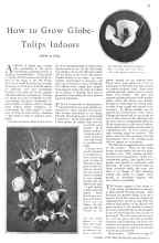 Better Homes & Gardens October 1930 Magazine Article: How to Grow Globe-Tulips Indoors