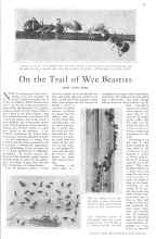Better Homes & Gardens October 1930 Magazine Article: On the Trail of Wee Beasties