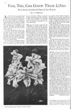 Better Homes & Gardens October 1930 Magazine Article: You, Too, Can Grow These Lilies