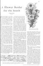 Better Homes & Gardens December 1930 Magazine Article: A Flower Border for the South