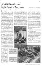 Better Homes & Gardens January 1931 Magazine Article: JUNIPERS--the Most Useful Group of Evergreens