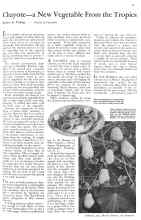 Better Homes & Gardens February 1931 Magazine Article: Chayote--a New Vegetable From the Tropics