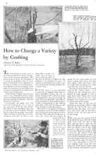 Better Homes & Gardens February 1931 Magazine Article: How to Change a Variety by Grafting