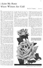 Better Homes & Gardens March 1931 Magazine Article: I Raise My Roses Where Winters Are Cold