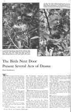 Better Homes & Gardens March 1931 Magazine Article: The Birds Next Door Present Several Acts of Drama
