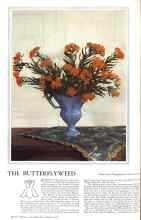 Better Homes & Gardens March 1931 Magazine Article: THE BUTTERFLYWEED