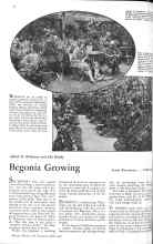 Better Homes & Gardens April 1931 Magazine Article: Begonia Growing