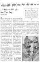 Better Homes & Gardens April 1931 Magazine Article: The Private Life of a One-Tree Bug