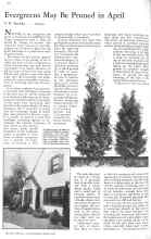 Better Homes & Gardens April 1931 Magazine Article: Evergreens May Be Pruned in April