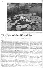 Better Homes & Gardens April 1931 Magazine Article: The Best of the Waterlilies