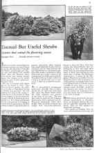 Better Homes & Gardens April 1931 Magazine Article: Unusual But Useful Shrubs