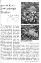 Better Homes & Gardens May 1931 Magazine Article: How to Tame the Wildflowers