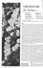 Better Homes & Gardens May 1931 Magazine Article: VIBURNUMS for Variety