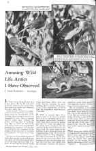 Better Homes & Gardens May 1931 Magazine Article: Amusing Wild Life Antics I Have Observed