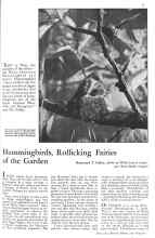 Better Homes & Gardens June 1931 Magazine Article: Hummingbirds, Rollicking Fairies of the Garden