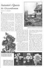 Better Homes & Gardens September 1931 Magazine Article: Autumn's Queen the Chrysanthemum