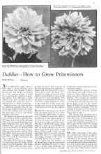 Better Homes & Gardens September 1931 Magazine Article: Dahlias--How to Grow Prizewinners