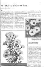 Better Homes & Gardens September 1931 Magazine Article: ASTERS--a Galaxy of Stars