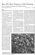 Better Homes & Gardens September 1931 Magazine Article: How We Have Tomatoes Until Christmas