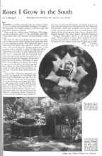 Better Homes & Gardens October 1931 Magazine Article: Roses I Grow in the South