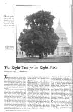 Better Homes & Gardens October 1931 Magazine Article: The Right Tree for the Right Place