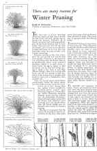Better Homes & Gardens January 1932 Magazine Article: There are many reasons for Winter Pruning