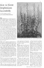 Better Homes & Gardens March 1932 Magazine Article: How to Grow Delphiniums Successfully