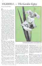 Better Homes & Gardens April 1932 Magazine Article: TIGRIDIA--The Garden Gypsy