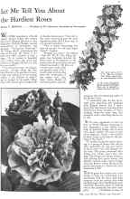 Better Homes & Gardens May 1932 Magazine Article: Let Me Tell You About the Hardiest Roses