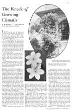 Better Homes & Gardens June 1932 Magazine Article: The Knack of Growing Clematis