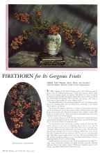 Better Homes & Gardens July 1932 Magazine Article: FIRETHORN for Its Gorgeous Fruits