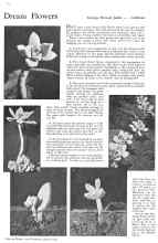 Better Homes & Gardens August 1932 Magazine Article: Dream Flowers