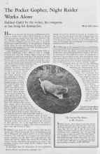 Better Homes & Gardens September 1932 Magazine Article: The Pocket Gopher, Night Raider Works Alone