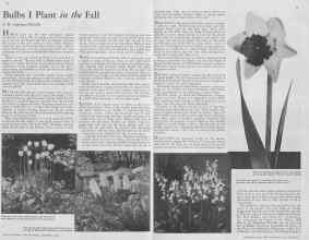 Better Homes & Gardens September 1932 Magazine Article: Bulbs I Plant in the Fall
