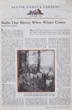 Better Homes & Gardens October 1932 Magazine Article: Bulbs That Bloom When Winter Comes