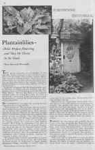 Better Homes & Gardens March 1933 Magazine Article: Plantainlilies
