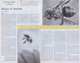 Better Homes & Gardens March 1933 Magazine Article: Mother of 1,000,000