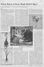 Better Homes & Gardens April 1933 Magazine Article: What Kind of Rose Bush Shall I Buy?