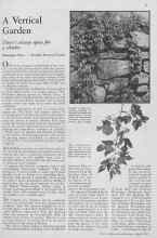 Better Homes & Gardens April 1933 Magazine Article: A Vertical Garden