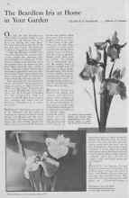 Better Homes & Gardens May 1933 Magazine Article: The Beardless Iris at Home in Your Garden