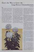 Better Homes & Gardens June 1933 Magazine Article: Here's the Way to Grow the Large-Flower Chrysanthemums