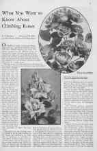 Better Homes & Gardens June 1933 Magazine Article: What You Want to Know About Climbing Roses