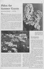 Better Homes & Gardens July 1933 Magazine Article: Phlox for Summer Gayety