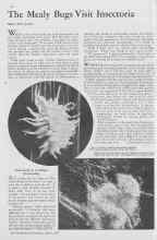 Better Homes & Gardens August 1933 Magazine Article: The Mealy Bugs Visit Insectoria