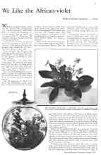 Better Homes & Gardens October 1933 Magazine Article: We Like the African-violet