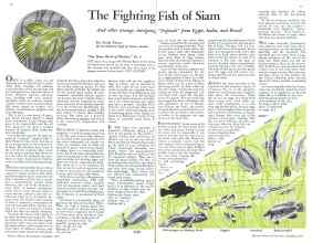 Better Homes & Gardens November 1933 Magazine Article: The Fighting Fish of Siam