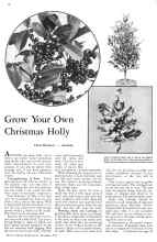 Better Homes & Gardens December 1933 Magazine Article: Grow Your Own Christmas Holly