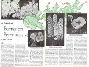 Better Homes & Gardens May 1934 Magazine Article: A Parade of Permanent Perennials